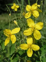 Vlaštovičník větší (Chelidonium majus L.)