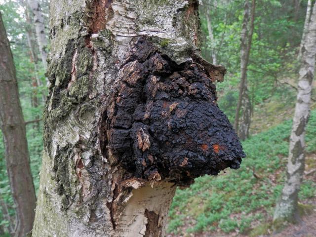 Nádor na bříze bělokoré (Betula pendula Roth) (29)