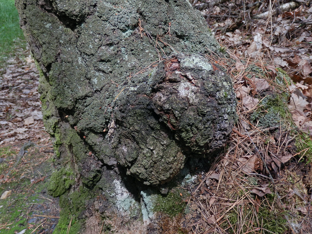 Nádor na bříze bělokoré (Betula pendula Roth) (30)