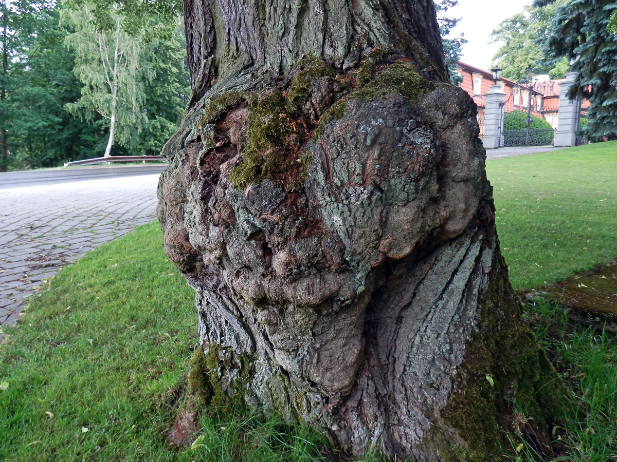 Lípa velkolistá (Tilia platyphyllos Scop.) (18a) s nádory na kmeni