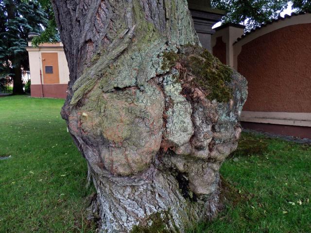 Lípa velkolistá (Tilia platyphyllos Scop.) (18b) s nádory na kmeni