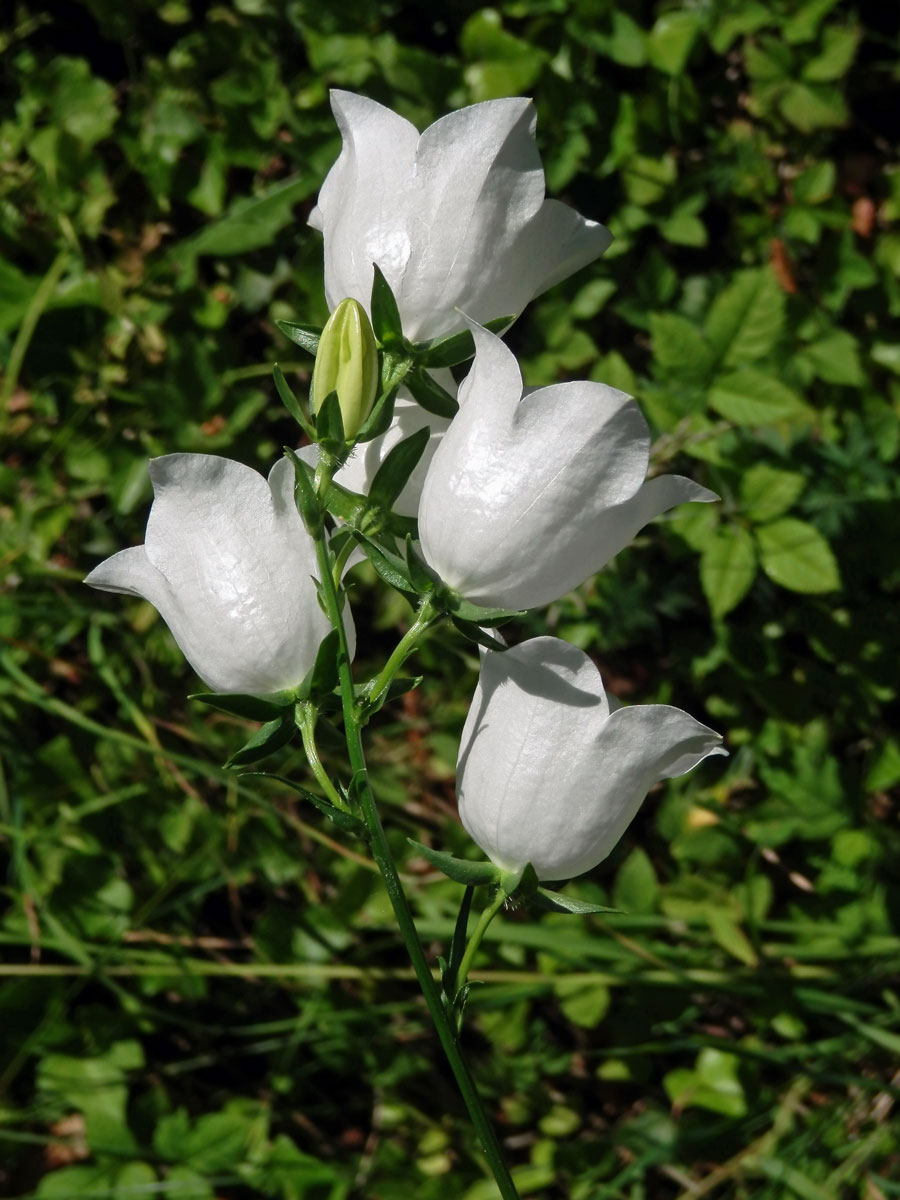 Zvonek broskvolistý (Campanula persicifolia L.) (1b)