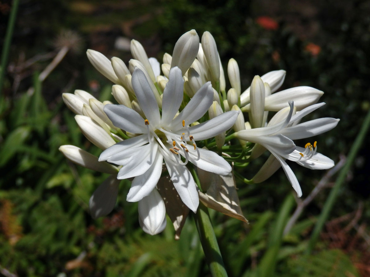 Kalokvět (Agapanthus praecox Willd.) s desetičetným květem