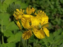 Vlaštovičník větší (Chelidonium majus L.)