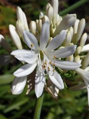 Kalokvět (Agapanthus praecox Willd.) s desetičetným květem (1b)