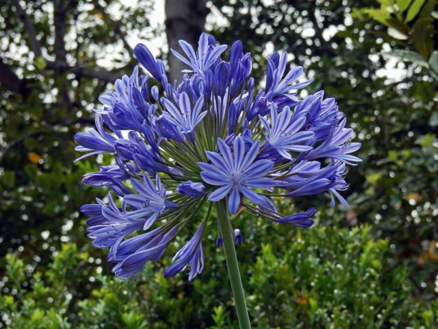 Kalokvět (Agapanthus praecox Willd.) s dvanáctičetným květem (1a)