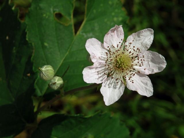 Ostružiník ježiník (Rubus caesius L.) - sedmičetným květ (2)