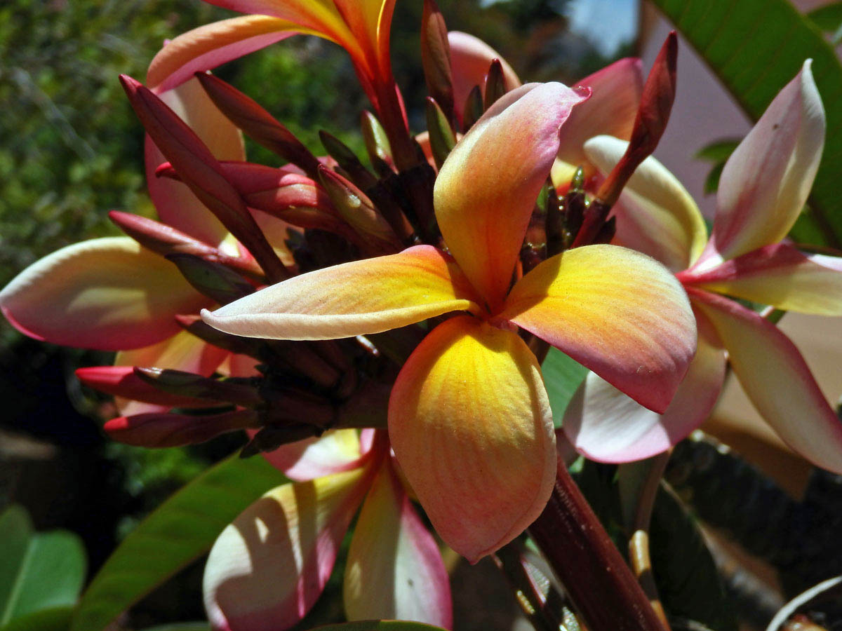 Plumérie (Plumeria rubra L.), čtyřčetný květ