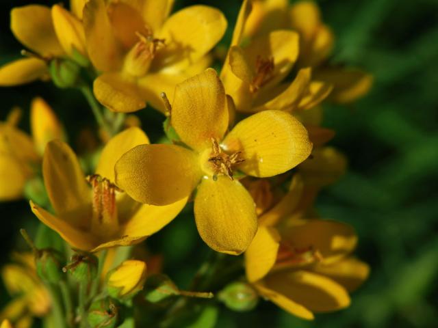 Vrbina obecná (Lysimachia vulgaris L.), čtyřčetný květ (1)