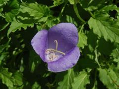 Zvonek karpatský (Campanula carpatica L), trojčetný květ