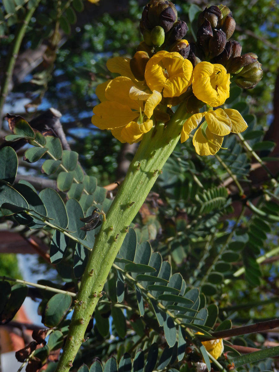 Senna didymobotrya (Fresen.) H. S. Irwin et Barneby, fasciace stonku