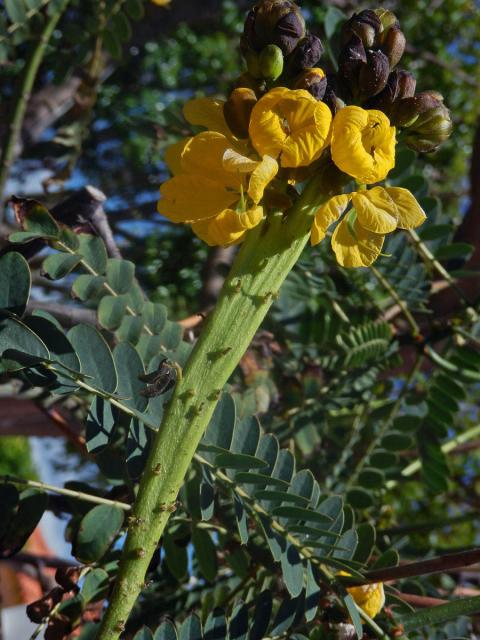 Senna didymobotrya (Fresen.) H. S. Irwin et Barneby, fasciace stonku