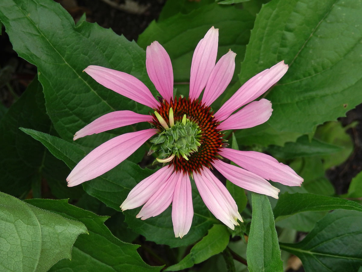 Třepetovka purpurová (Echinacea purpurea L.), květenství na stonku postiženém fasciací (1)