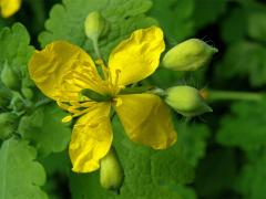 Vlaštovičník větší (Chelidonium majus L.)