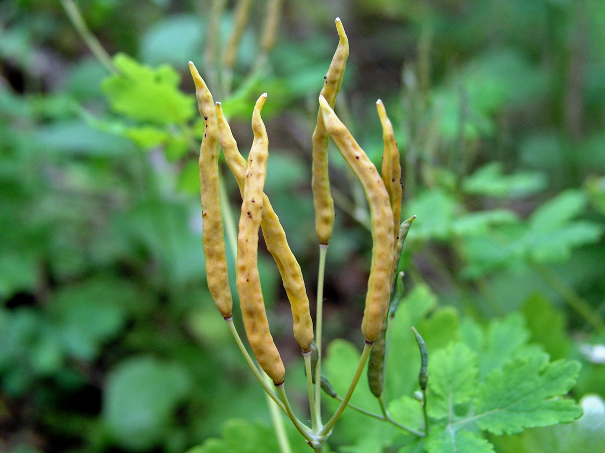 Vlaštovičník větší (Chelidonium majus L.)