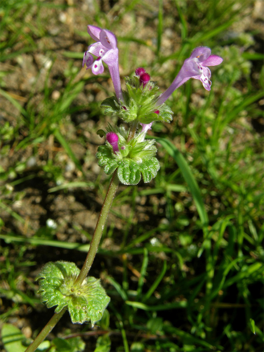 Hluchavka objímavá (Lamium amplexicaule  L.)