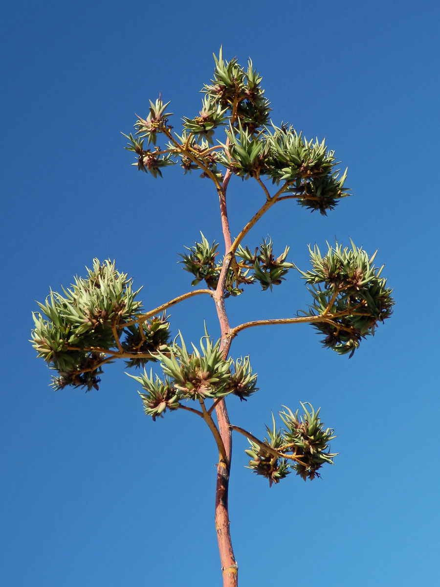 Agave obecná (Agave americana L.), proliferace květenství (1a)