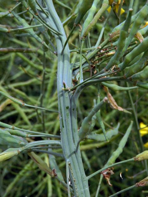 Brukev řepka (Brassica napus L.), fasciace stonku (1a)