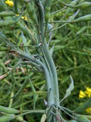 Brukev řepka (Brassica napus L.) (1b)