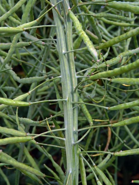 Brukev řepka (Brassica napus L.), fasciace stonku (2)