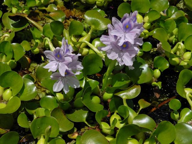 Tokozelka nadmutá (Eichhornia crassipes (Mart.) Solms)