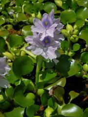 Tokozelka nadmutá (Eichhornia crassipes (Mart.) Solms)