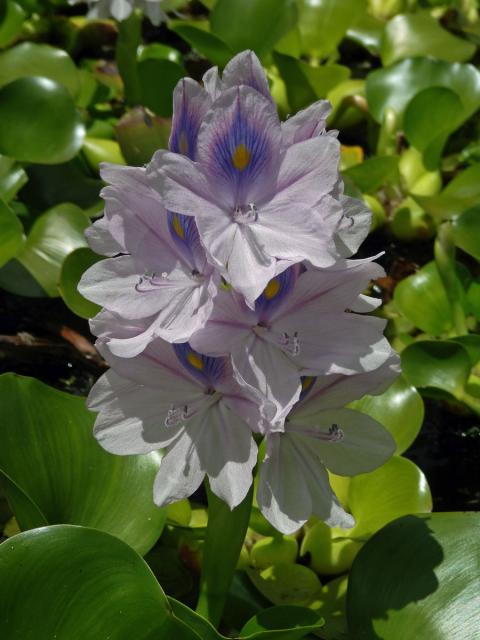 Tokozelka nadmutá (Eichhornia crassipes (Mart.) Solms)