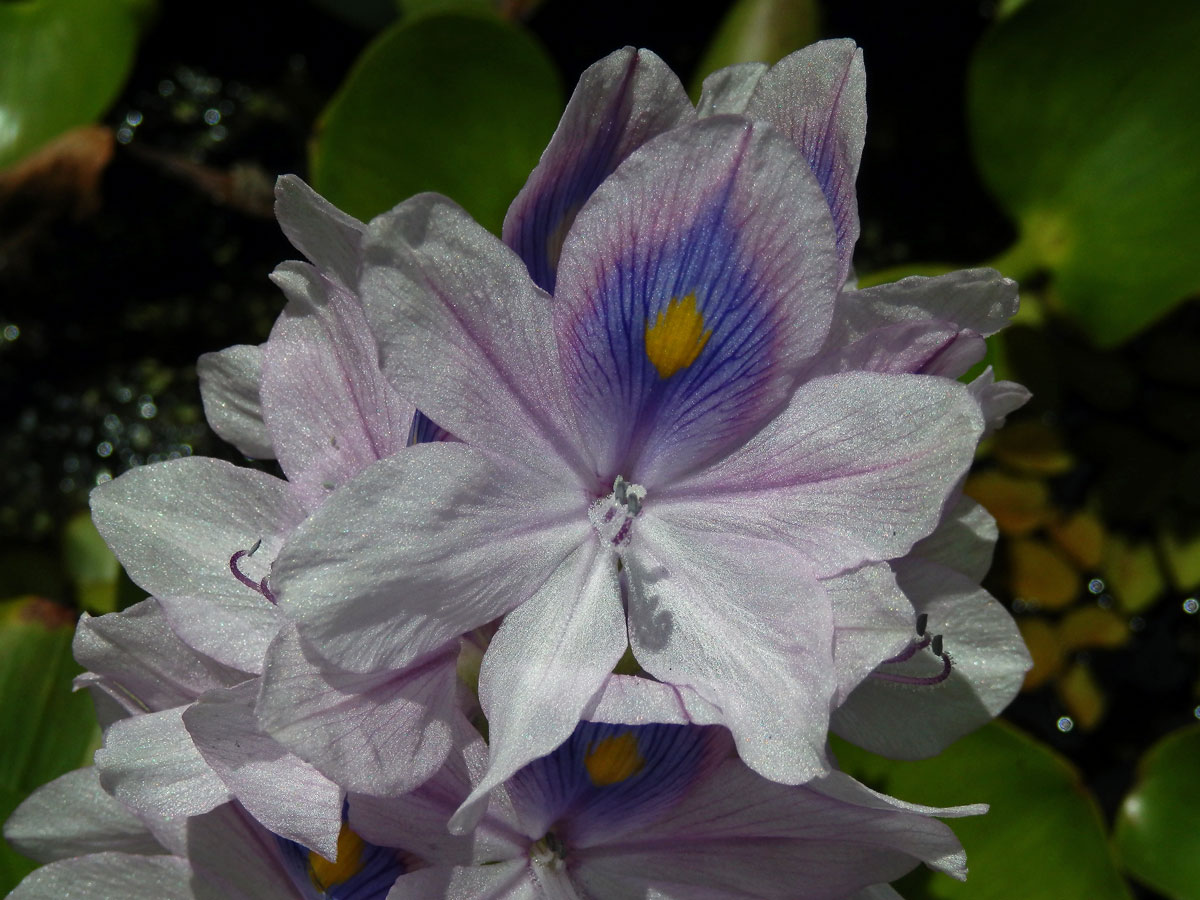 Tokozelka nadmutá (Eichhornia crassipes (Mart.) Solms)