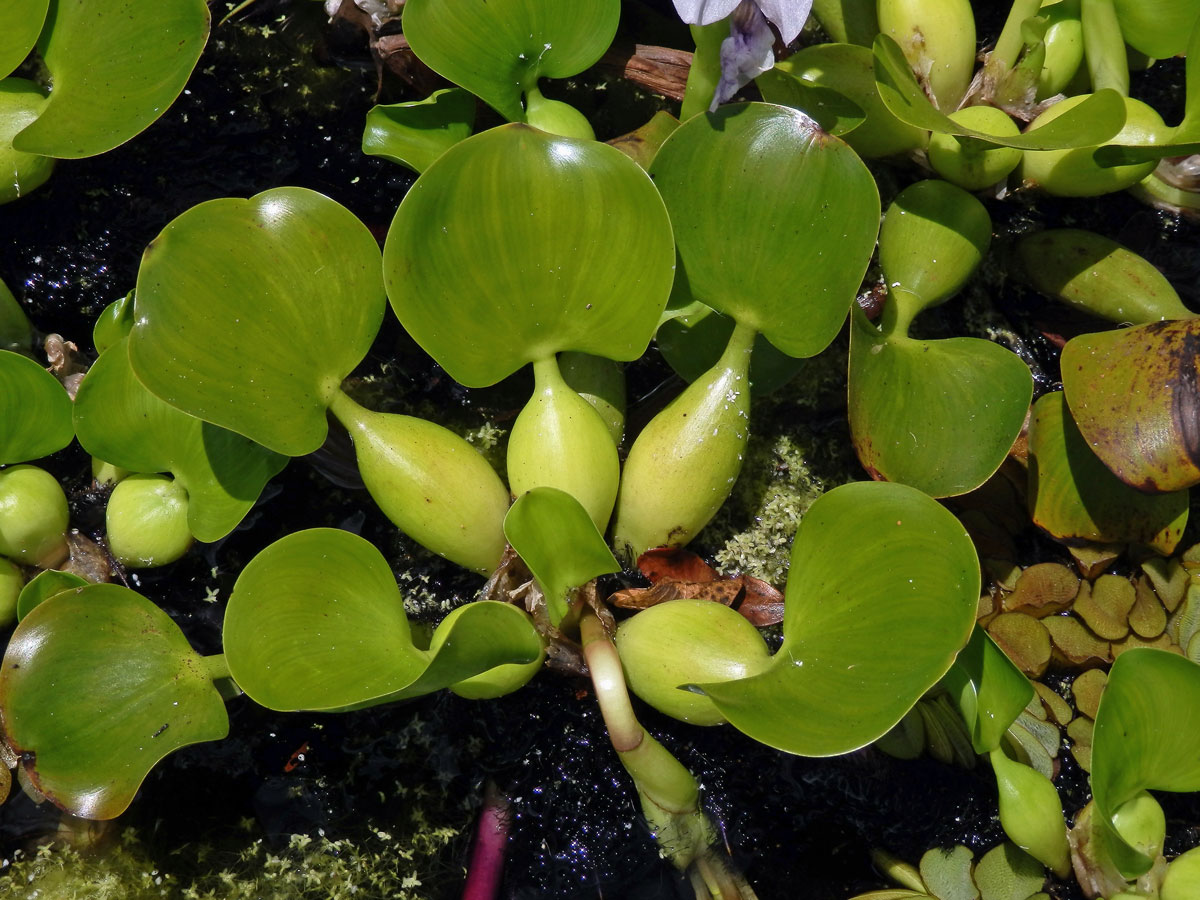 Tokozelka nadmutá (Eichhornia crassipes (Mart.) Solms)