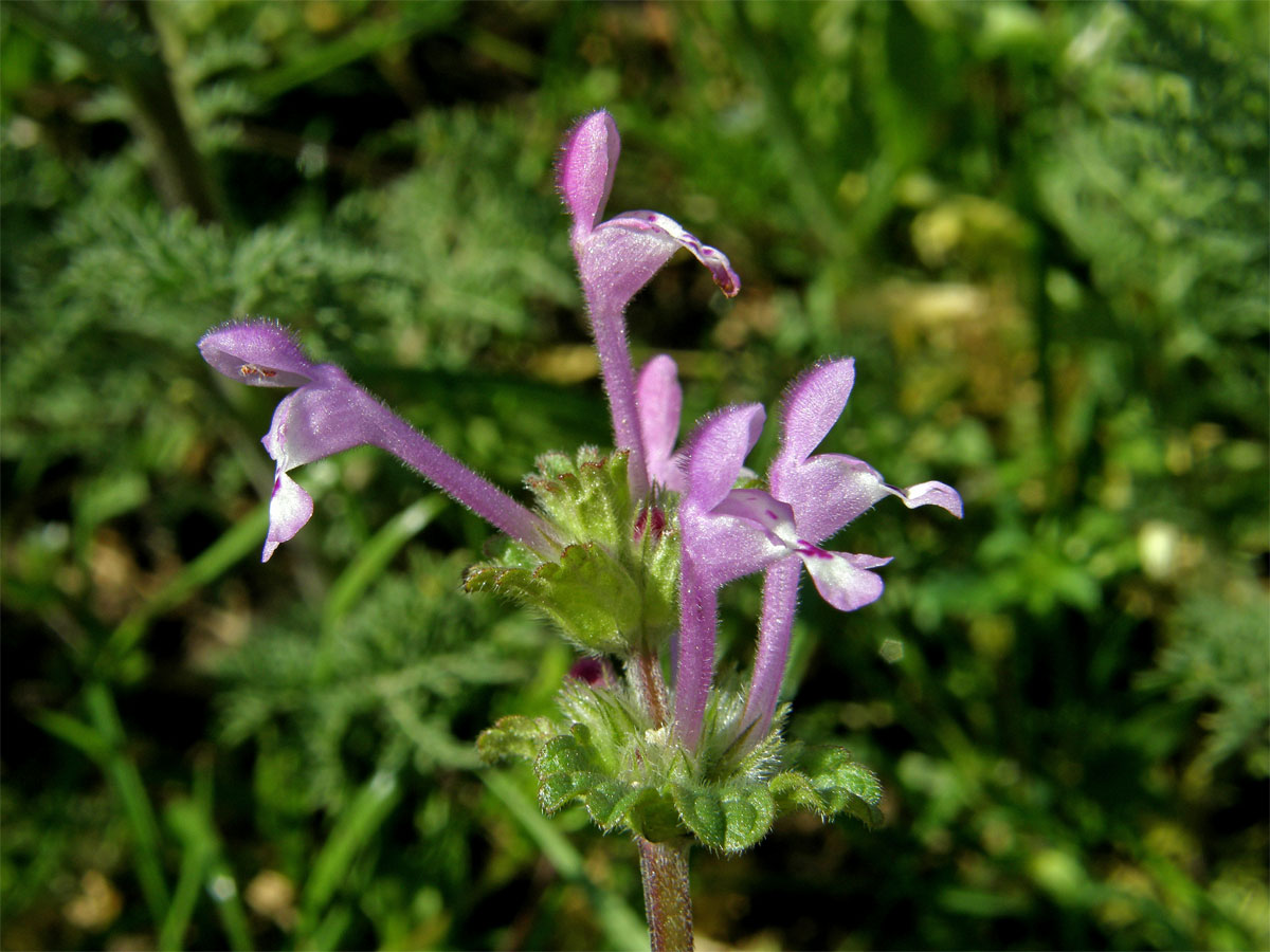 Hluchavka objímavá (Lamium amplexicaule  L.)