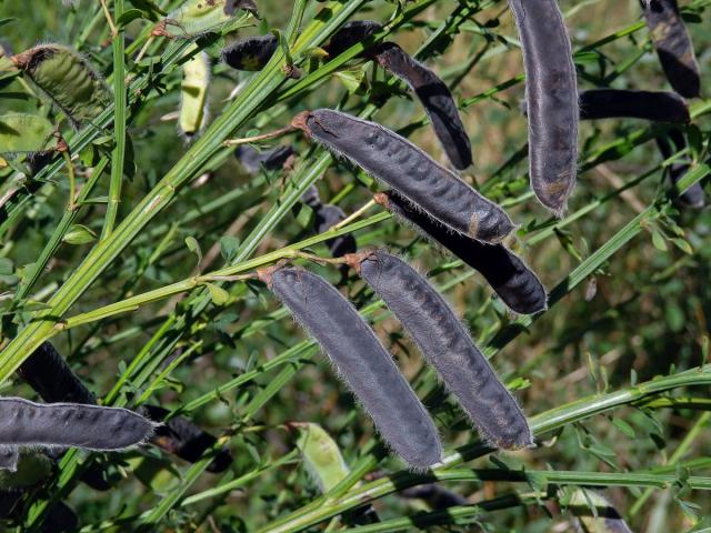 Janovec metlatý (Cytisus scoparius (L.) Link)