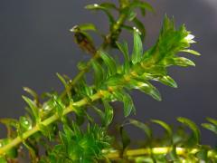 Vodní mor kanadský (Elodea canadensis Michx.)