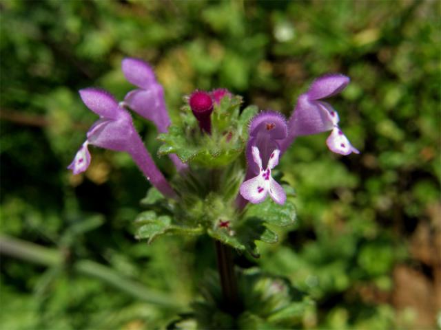 Hluchavka objímavá (Lamium amplexicaule  L.)