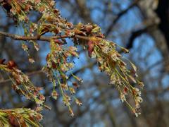 Jilm vaz (Ulmus laevis Pallas)