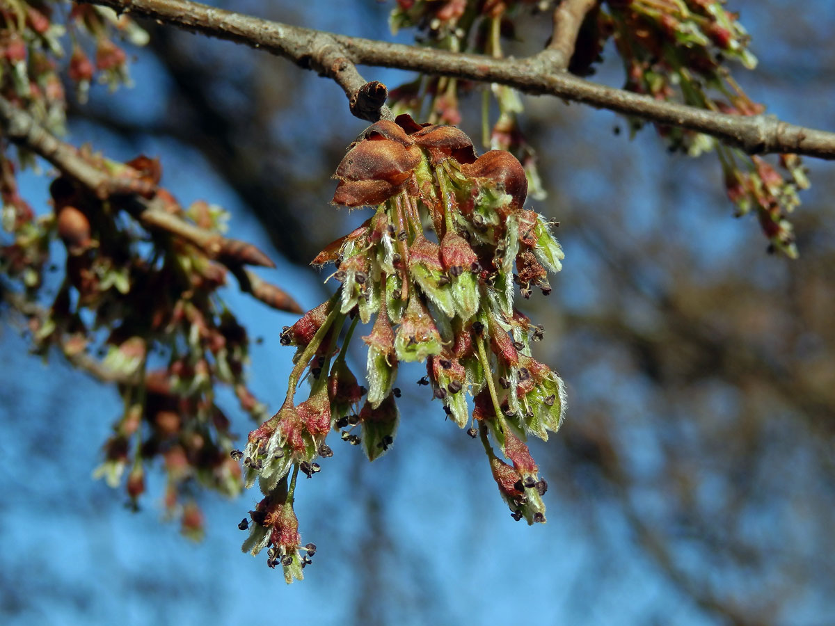 Jilm vaz (Ulmus laevis Pallas)