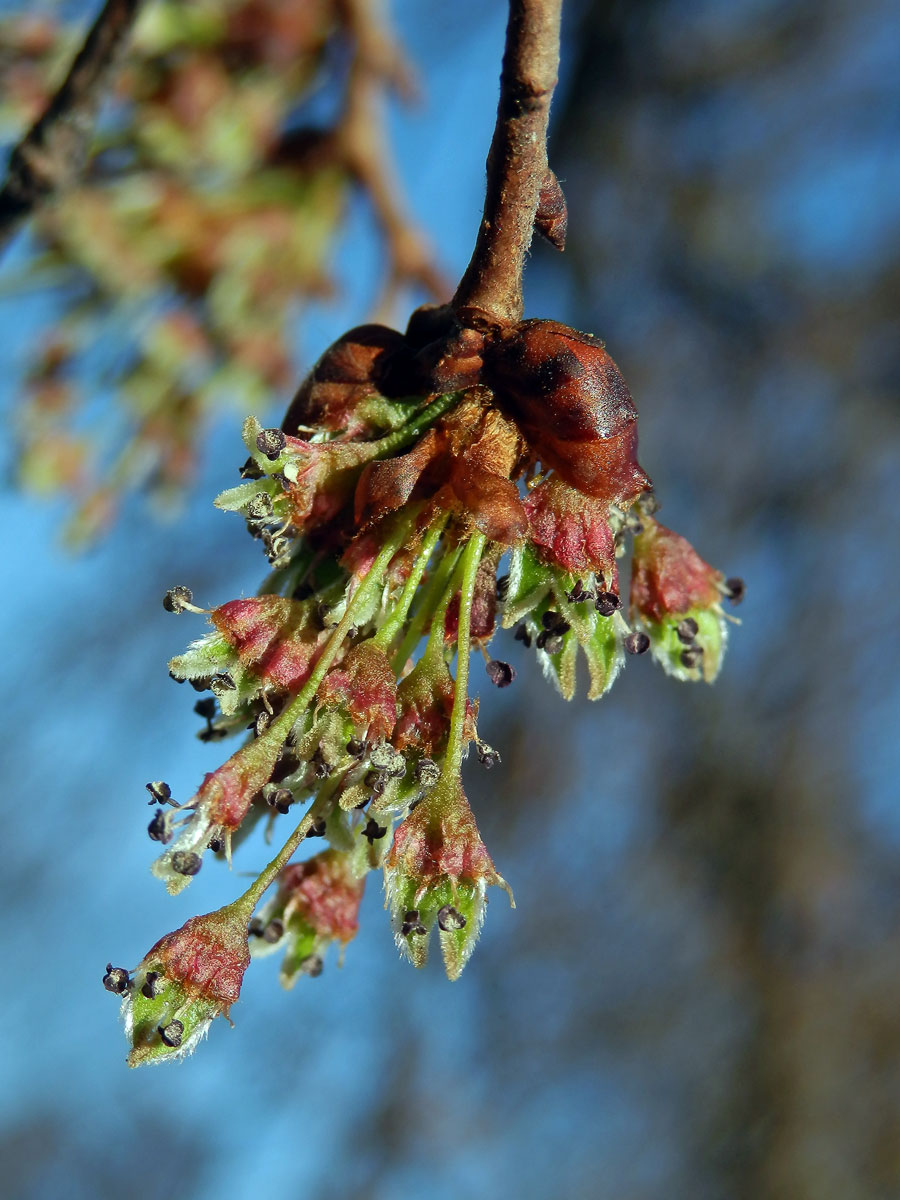 Jilm vaz (Ulmus laevis Pallas)