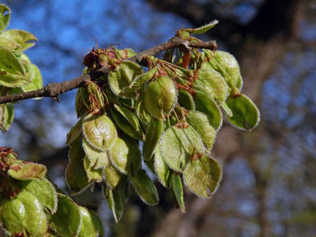 Jilm vaz (Ulmus laevis Pallas)