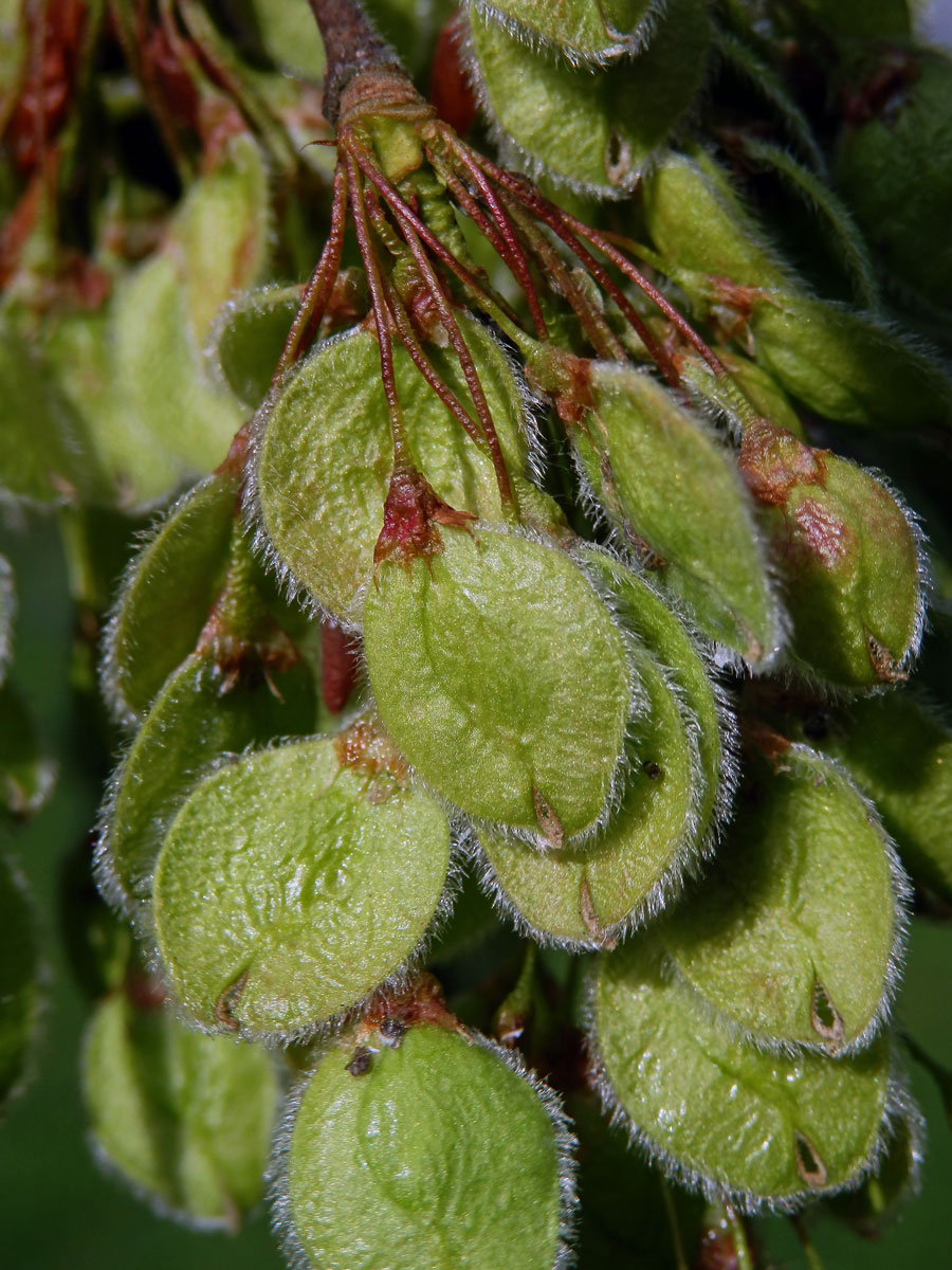 Jilm vaz (Ulmus laevis Pallas)