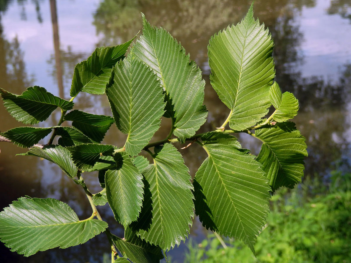 Jilm vaz (Ulmus laevis Pallas)