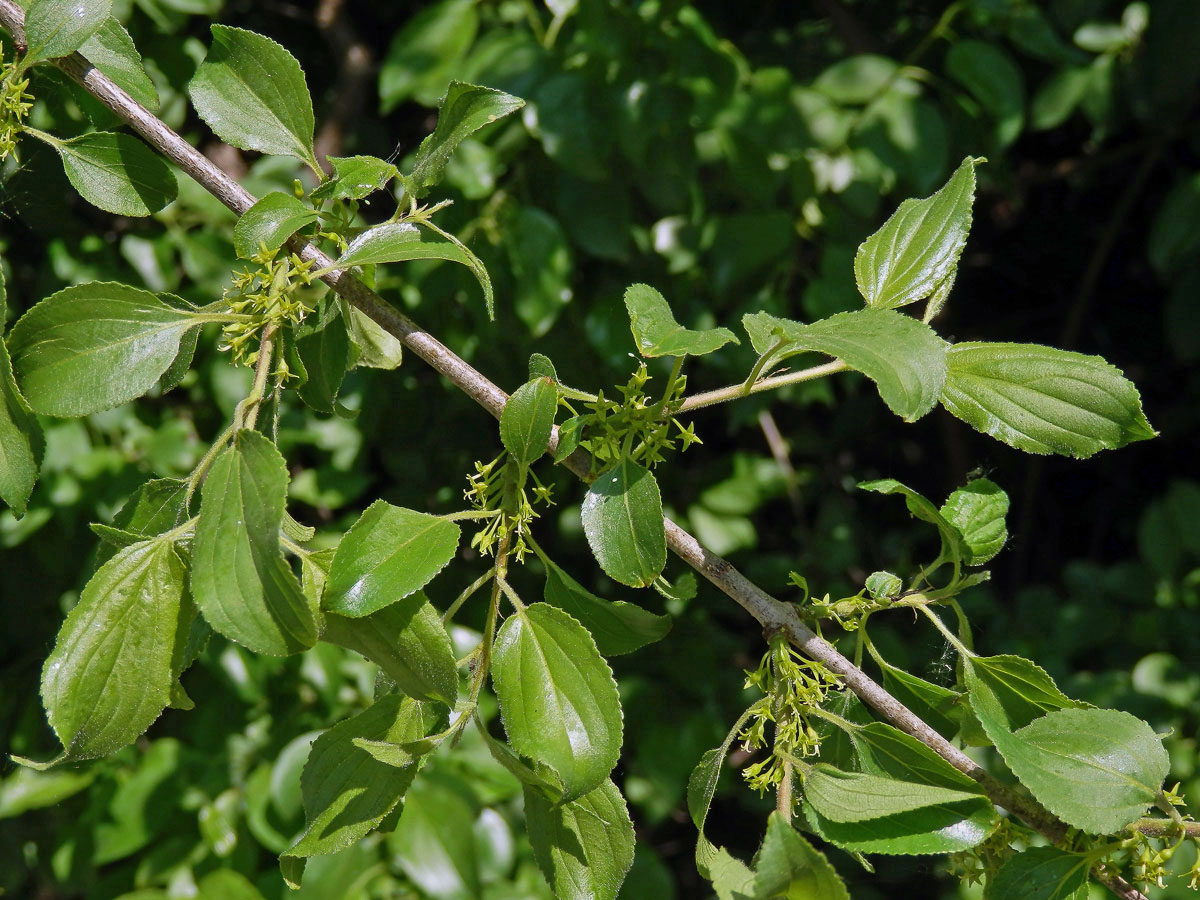 Řešetlák počistivý (Rhamnus cathartica L.)