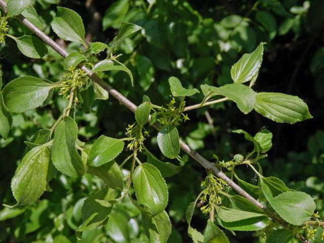 Řešetlák počistivý (Rhamnus cathartica L.)