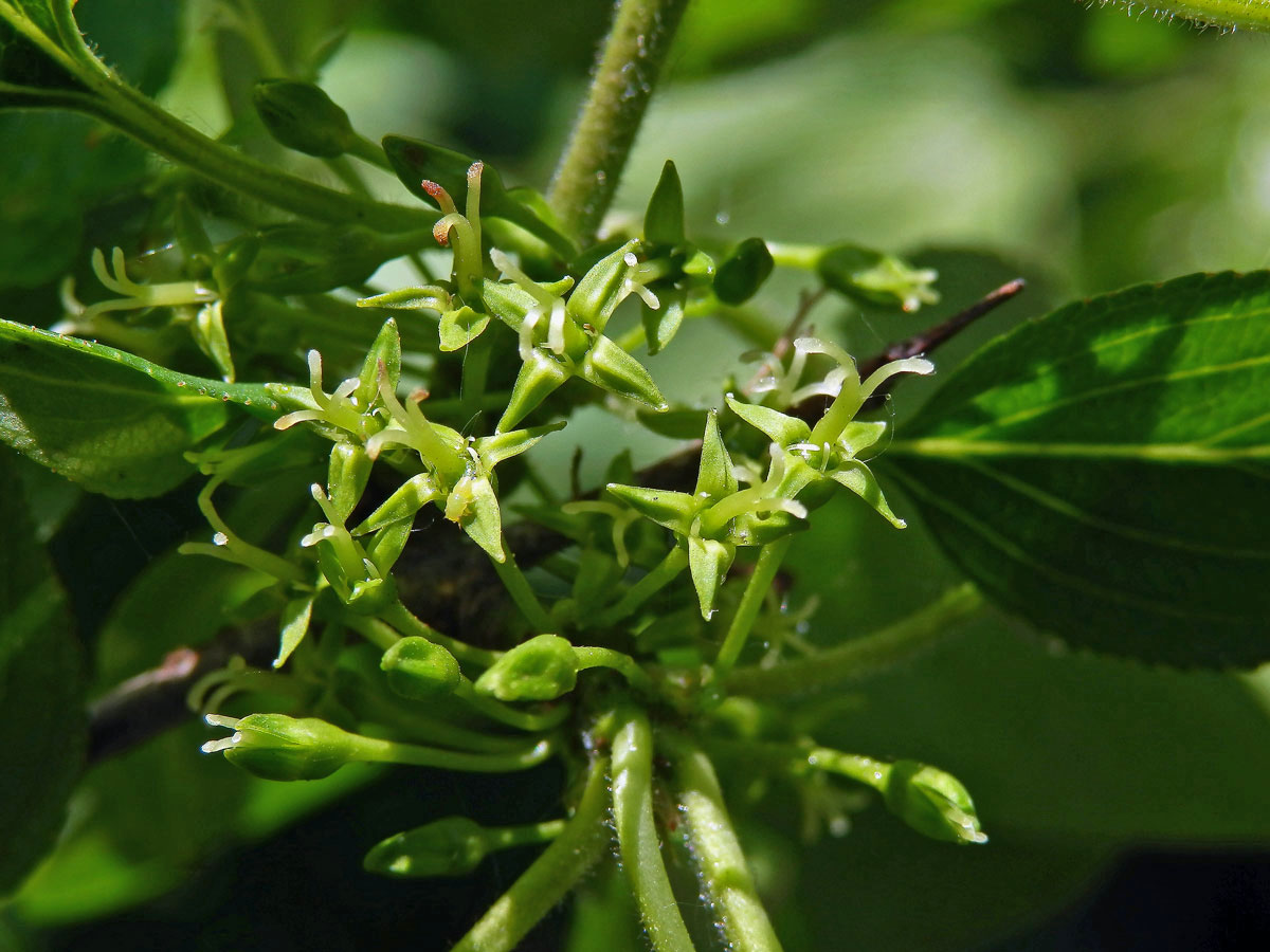 Řešetlák počistivý (Rhamnus cathartica L.)