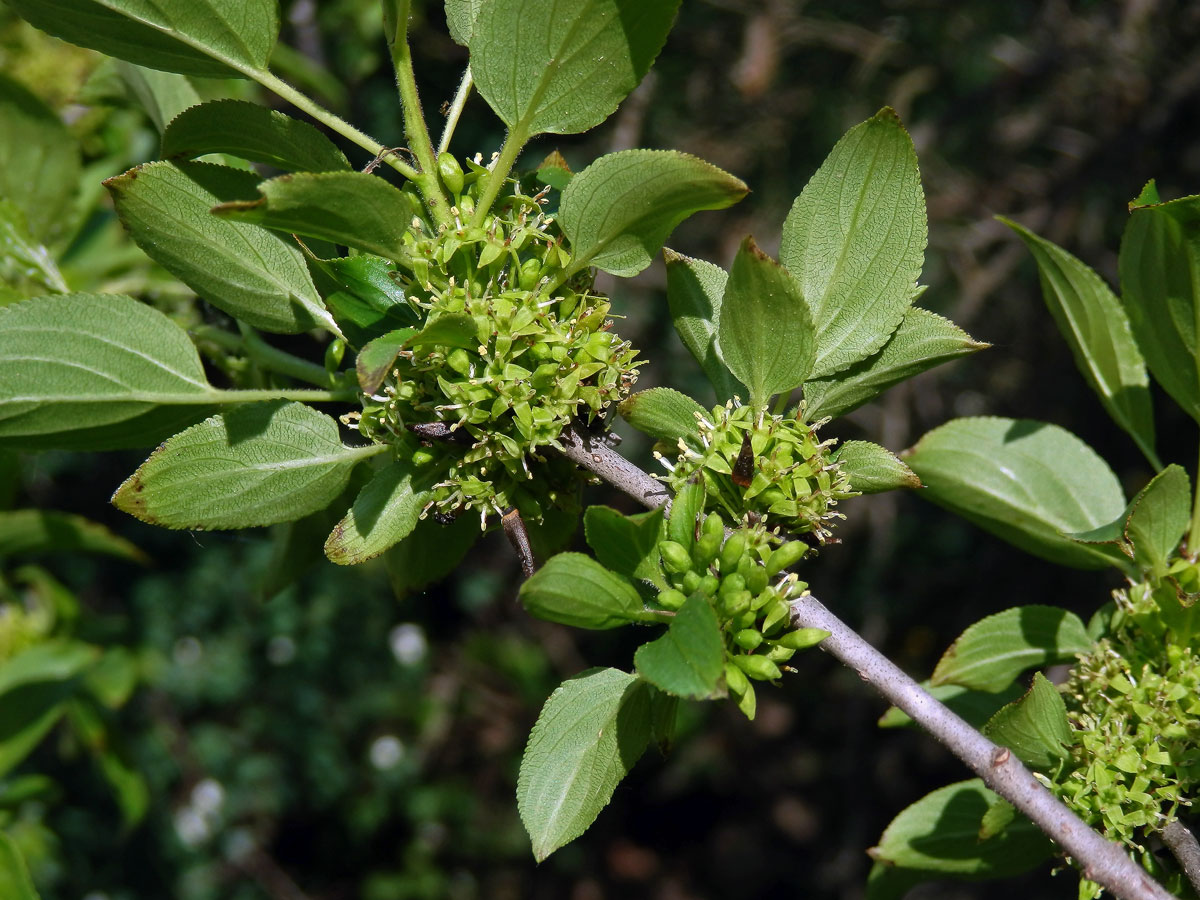 Řešetlák počistivý (Rhamnus cathartica L.)