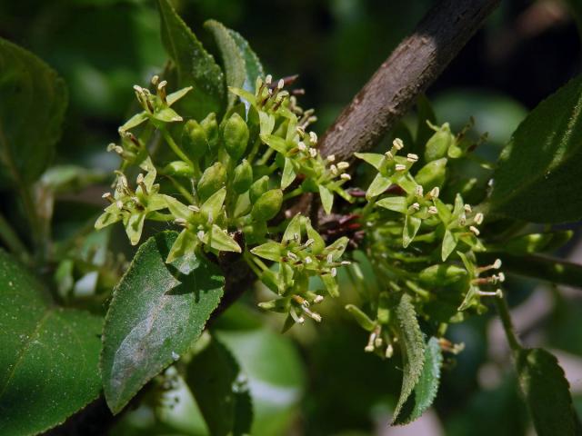 Řešetlák počistivý (Rhamnus cathartica L.)