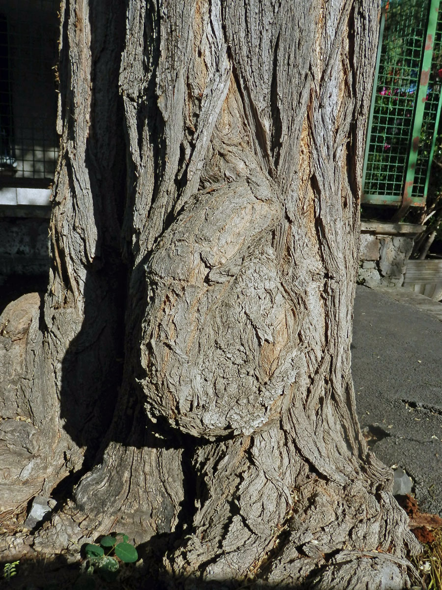 Tumor na akátu (Robinia pseudoacacia L.) (9a)