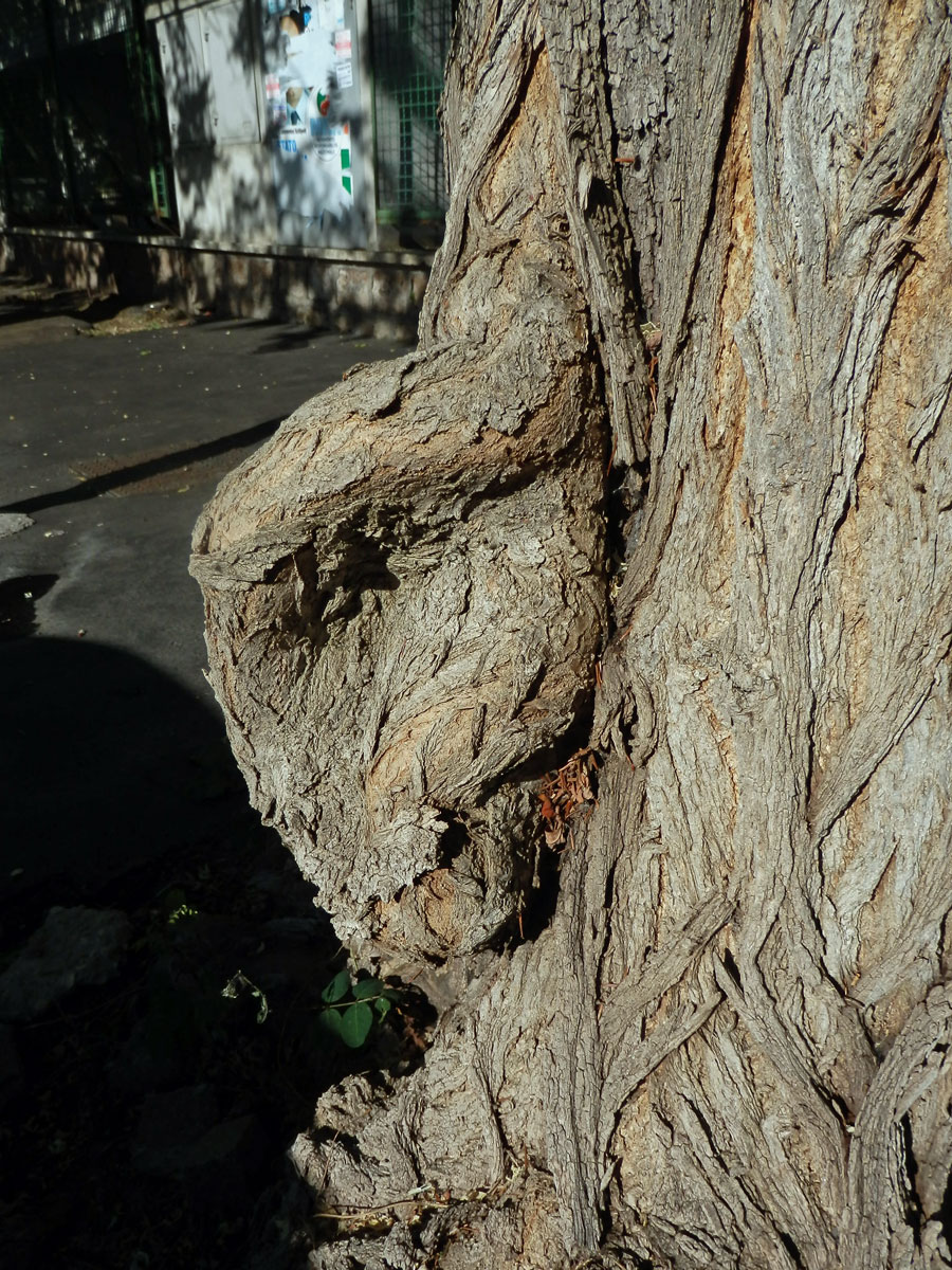 Tumor na akátu (Robinia pseudoacacia L.) (9b)