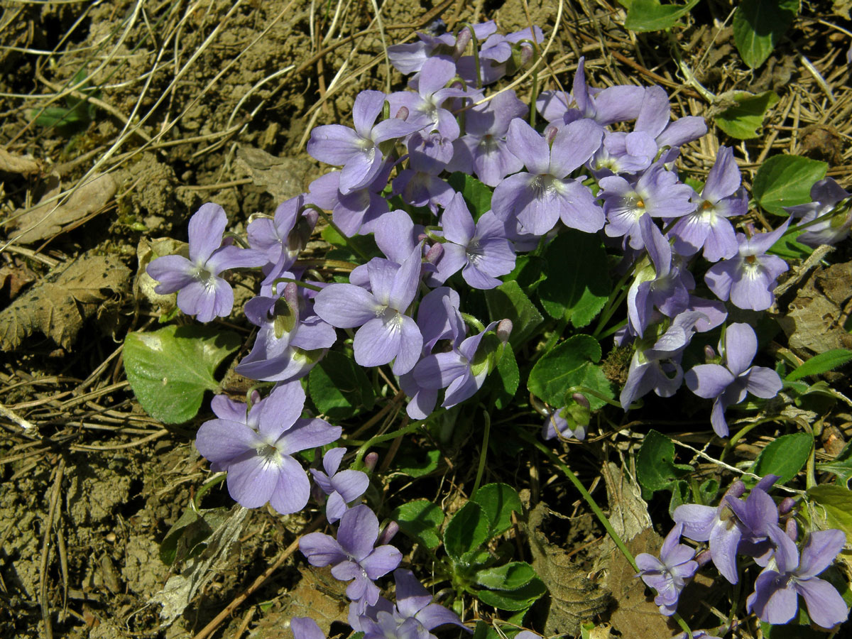 Violka srstnatá (Viola hirta L.)