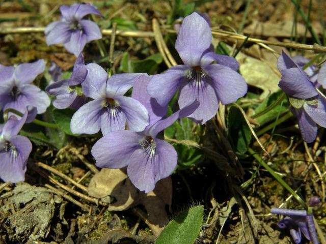 Violka srstnatá (Viola hirta L.)