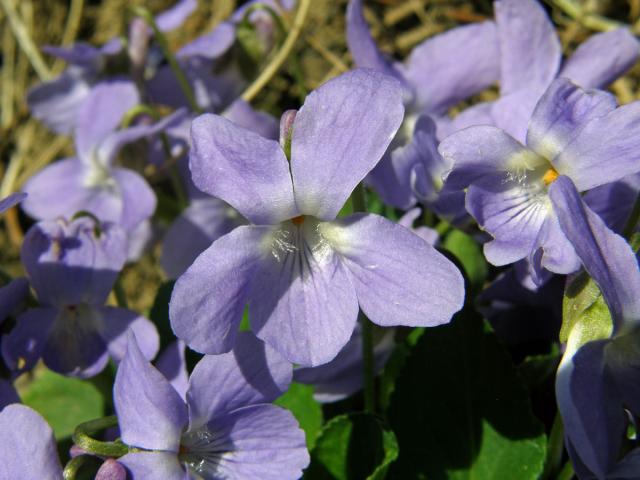 Violka srstnatá (Viola hirta L.)