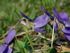 Violka srstnatá (Viola hirta L.)